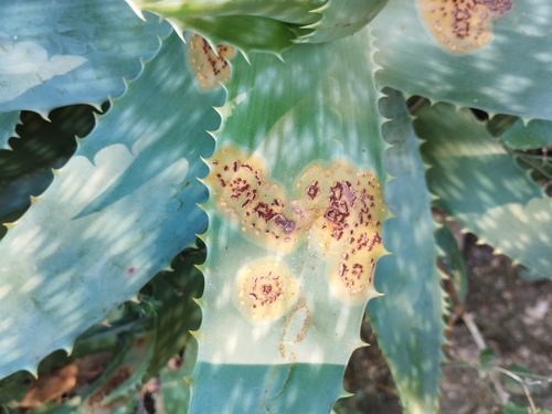Uromyces aloes observed 2025-11-22