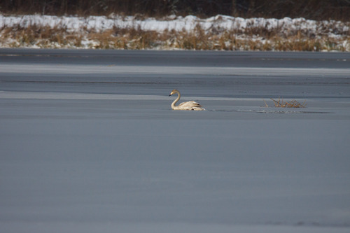 Cygne chanteur, jeune
