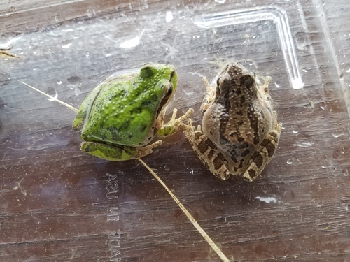 Pacific chorus frog photographed in Idaho