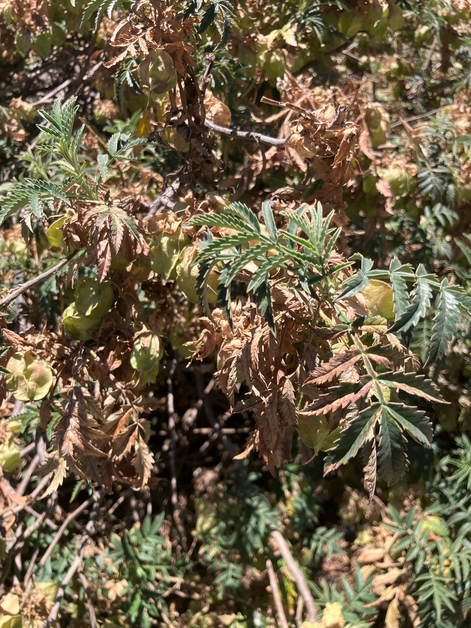 Crown Honeyflower (Melianthus comosus)