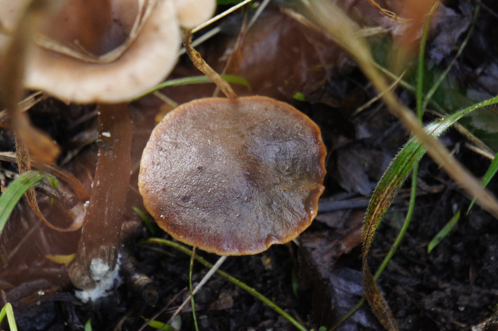 Macrocystidia cucumis · November 2025 · photo: © alexswift (iNaturalist, cc-by)