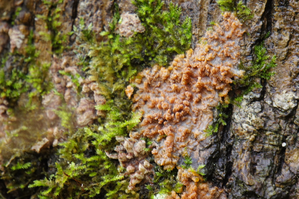 Phlebia radiata · November 2025 · photo: © alexswift (iNaturalist, cc-by)