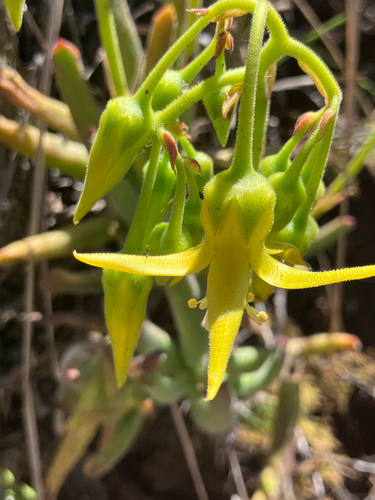 Bell Pigsear (Cotyledon campanulata)