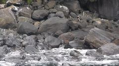 Eudyptes pachyrhynchus