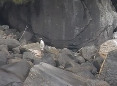 Eudyptes pachyrhynchus