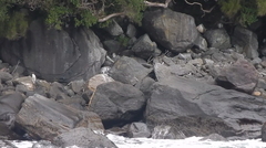 Eudyptes pachyrhynchus