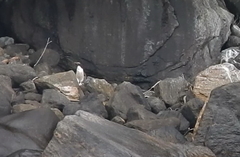 Eudyptes pachyrhynchus