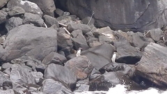 Eudyptes pachyrhynchus