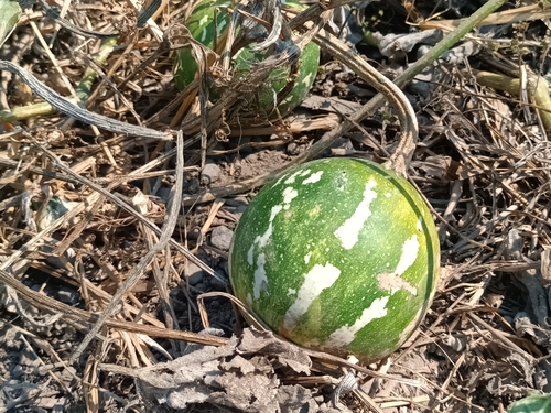 Cucurbita argyrosperma (Cucurbita argyrosperma)