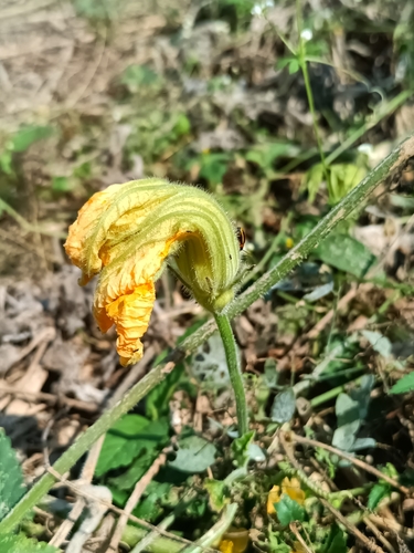 Cucurbita argyrosperma, photograph 6