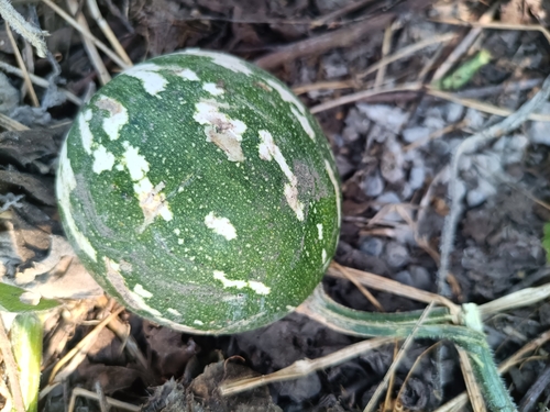 Cucurbita argyrosperma (Cucurbita argyrosperma)