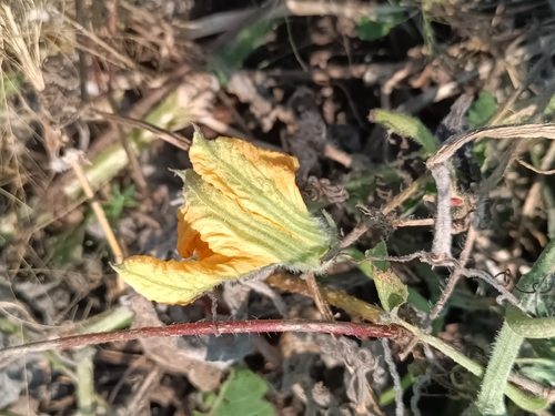 Cucurbita argyrosperma, photograph 4