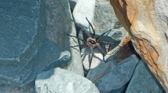Dolomedes aquaticus