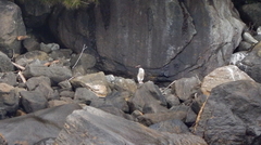 Eudyptes pachyrhynchus