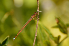 Oxyagrion rubidum