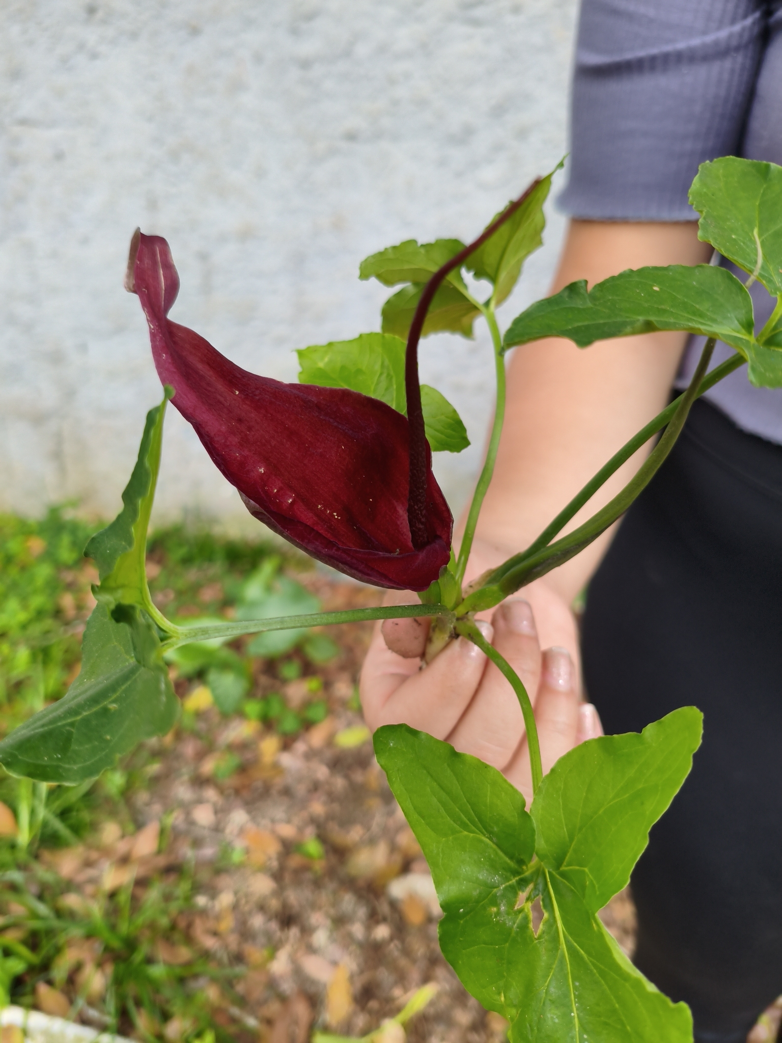 Typhonium roxburghii
