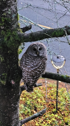 View observation of {o.common_name} on iNaturalist