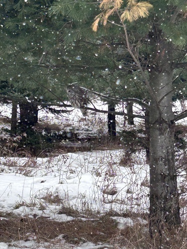 View observation of {o.common_name} on iNaturalist