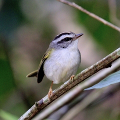 Golden-Crowned Warbler photo 3