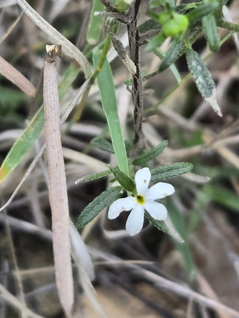 Pasture heliotrope (Euploca tenella)