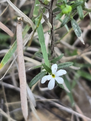 Pasture Heliotrope (Euploca tenella)