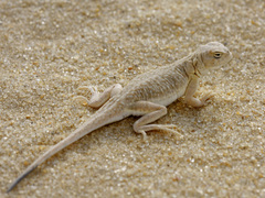 Phrynocephalus guttatus