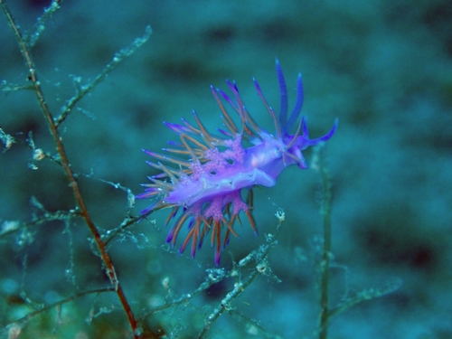 Flabellina nudibranch