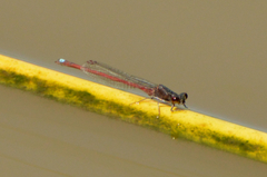 Oxyagrion rubidum