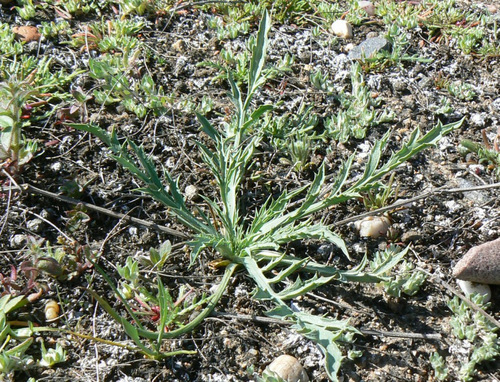 Eryngium aristulatum var. aristulatum