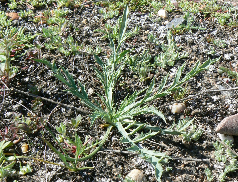 Eryngium aristulatum var. aristulatum