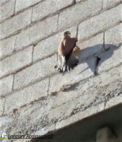 Western Eurasian Kestrel