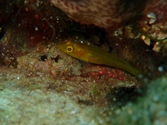 Gobius auratus