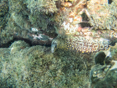 Muraena lentiginosa