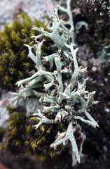 Cladonia dimorphoclada