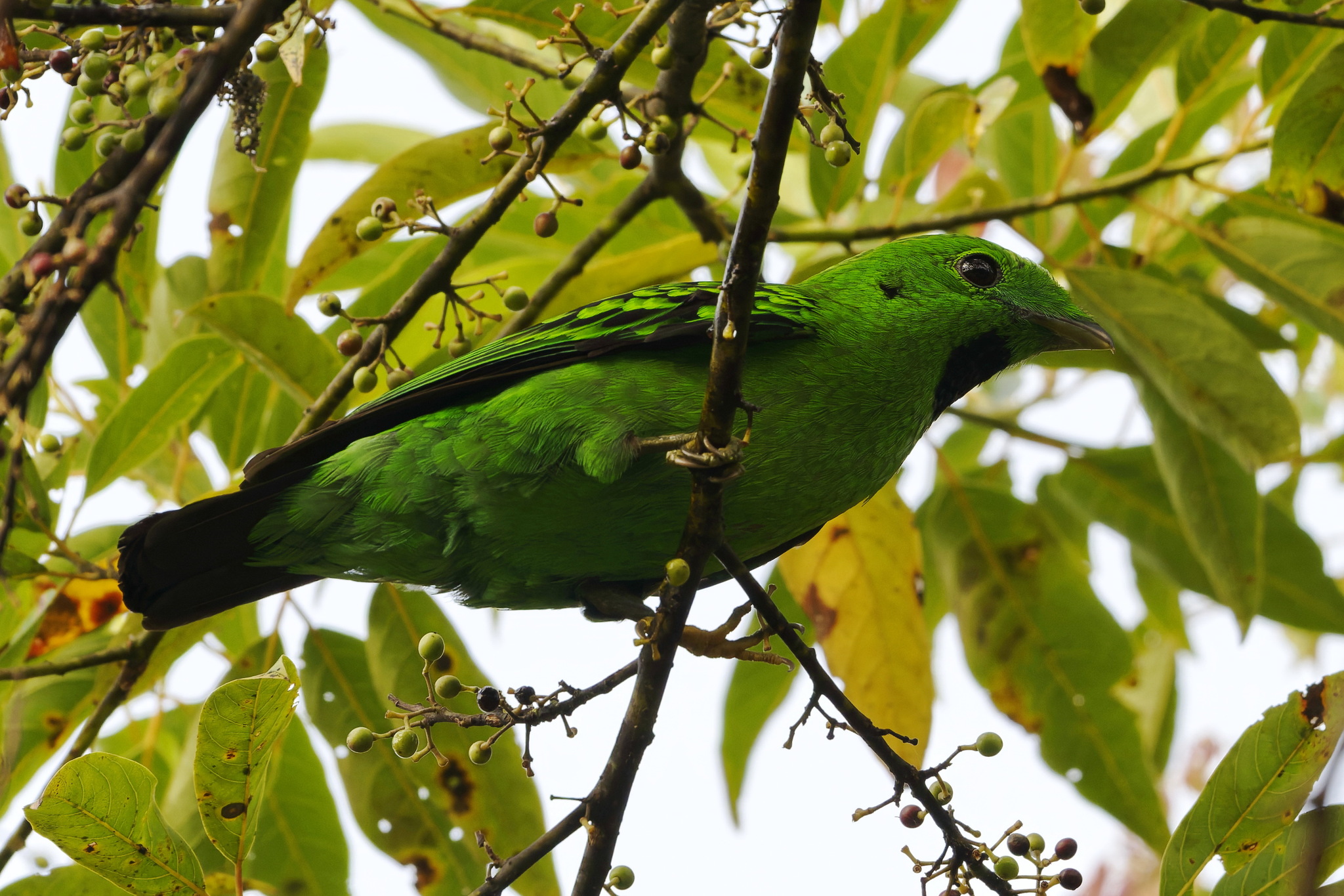Whitehead's Broadbill (Calyptomena whiteheadi), photo 5
