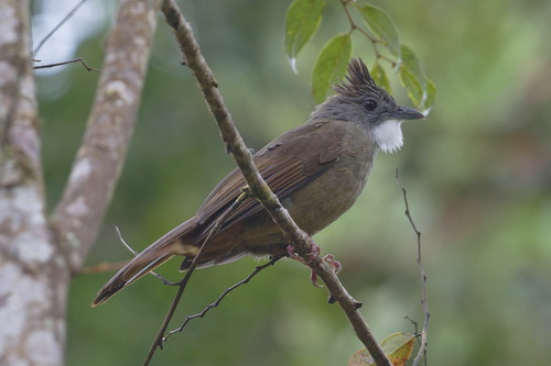 Penan Bulbul (Alophoixus ruficrissus), photo 7