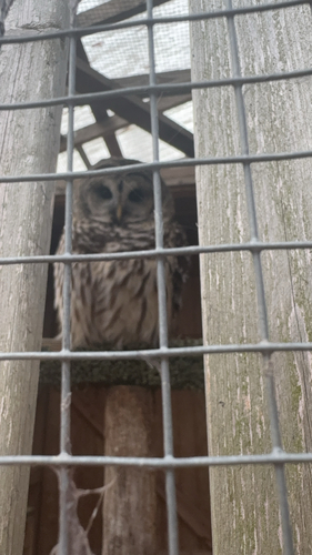 View observation of {o.common_name} on iNaturalist