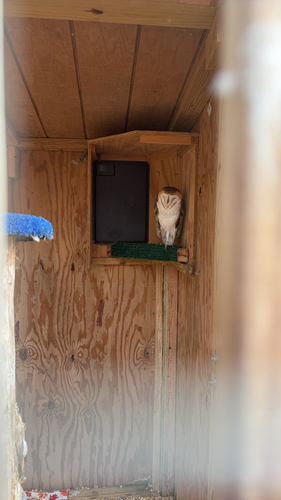 View observation of {o.common_name} on iNaturalist