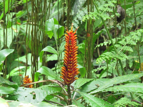 Aphelandra liboniana, photograph 3