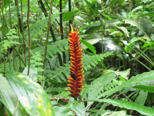 Aphelandra liboniana, photograph 4