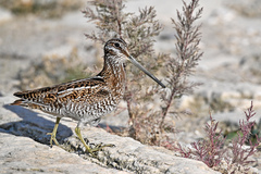 Solitary Snipe photo 2