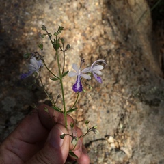 Trichostema arizonicum