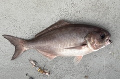 Barrelfish photo 4