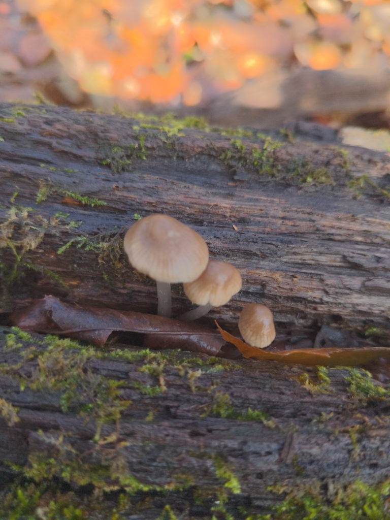 Mycena galericulata · November 2025 · photo: © noreenweeden (iNaturalist, cc-by)