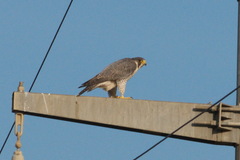 Falco peregrinus peregrinus
