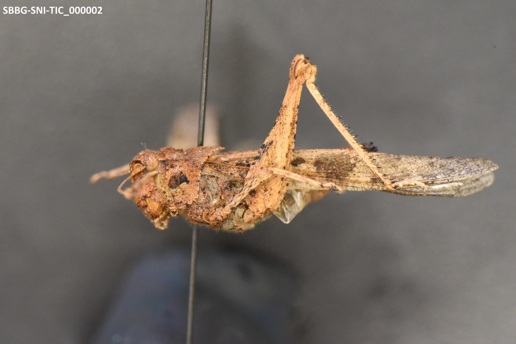 San Nicolas Grasshopper