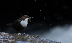 White-Throated Dipper photo 4