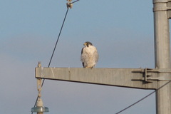 Falco peregrinus peregrinus