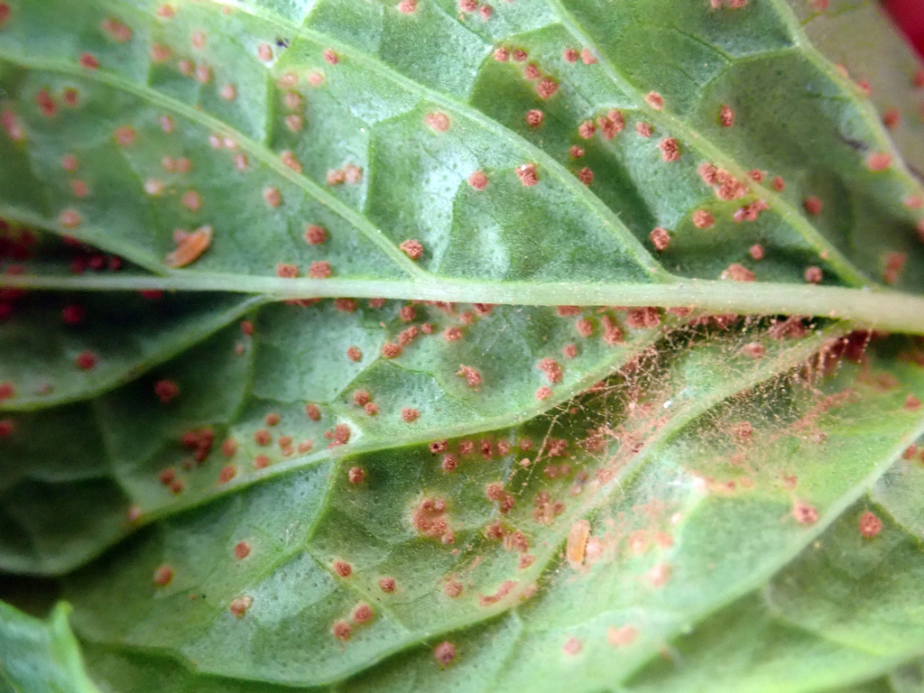 Mint Rust on a plant