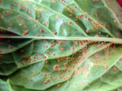 Puccinia menthae
